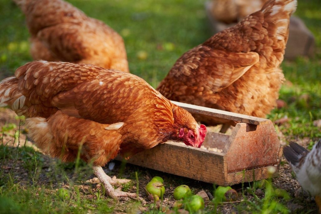 Steps Of Mixing Your Own Chicken Feed