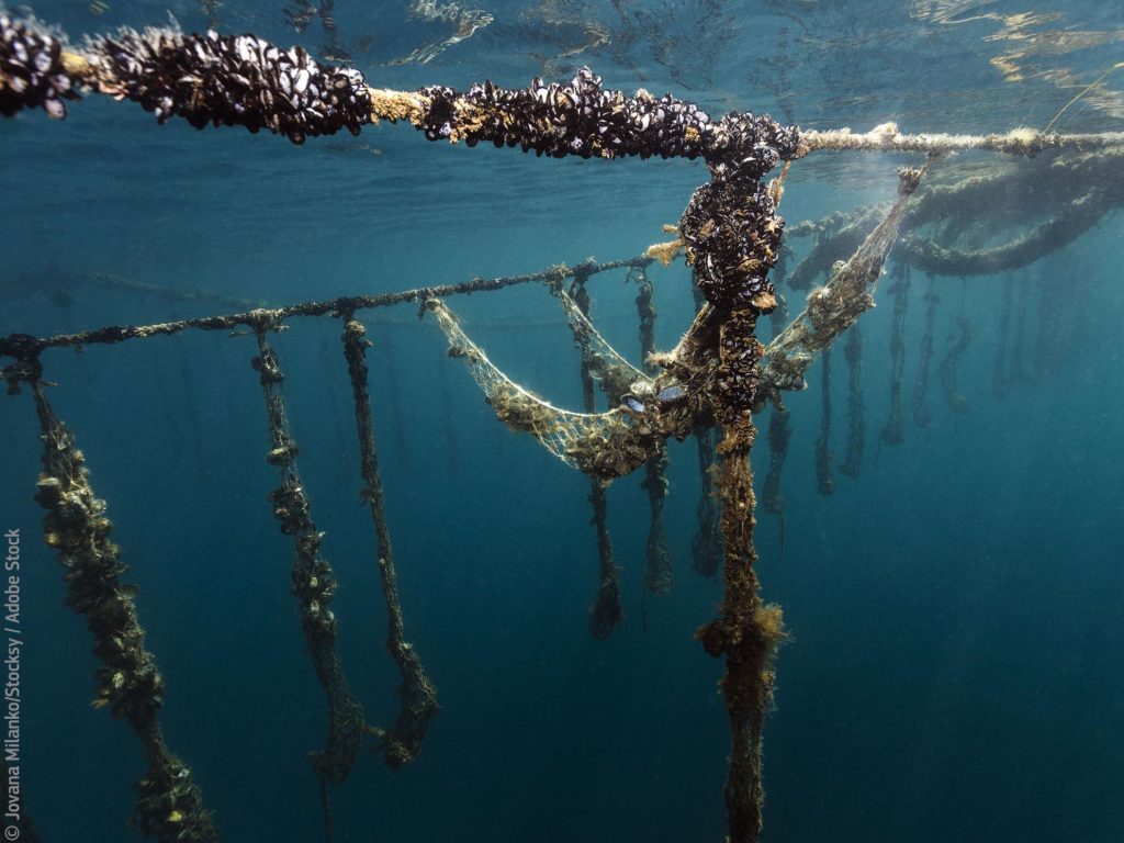 Shellfish aquaculture