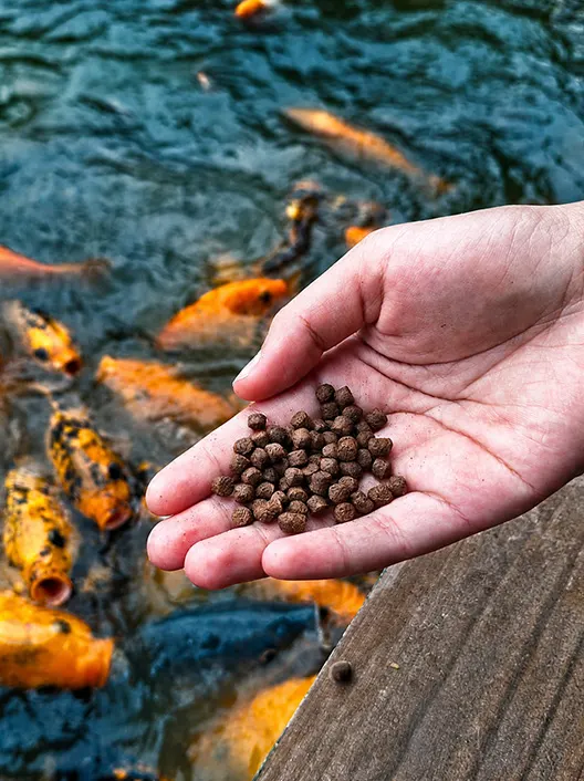 Hand holding pond floating fish feed pellets made by floating fish feed extruder machine for aquaculture